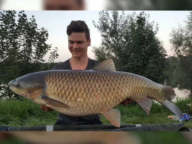 Graskarpfen