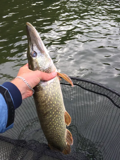 Hecht