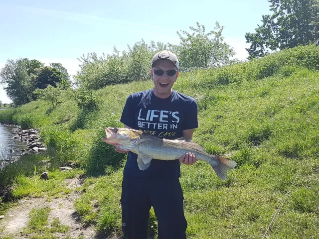 Zander