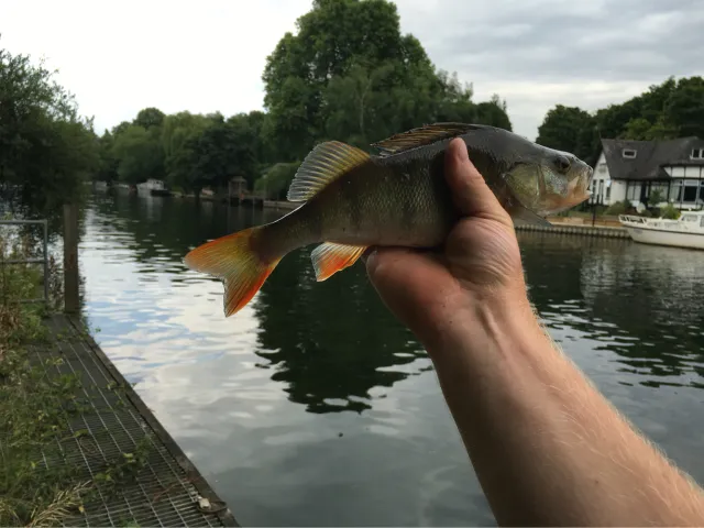 Flussbarsch