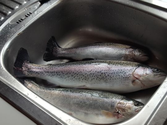 Regenbogenforelle