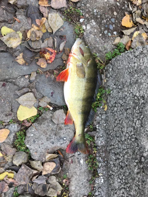 Flussbarsch