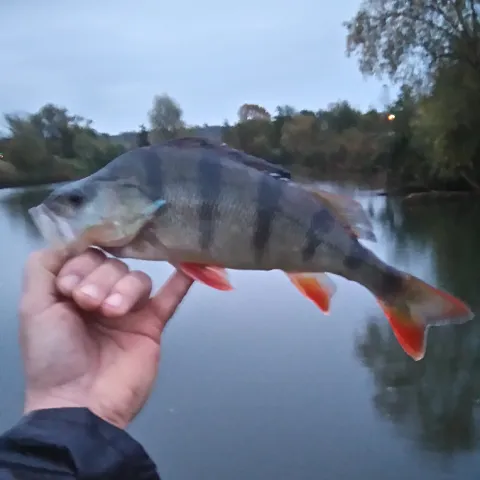 Flussbarsch