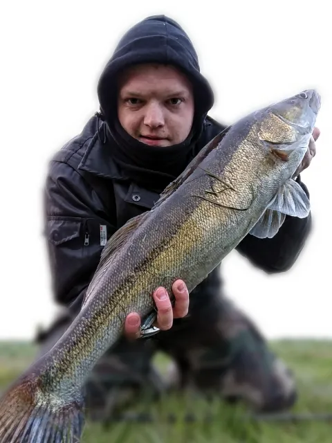 Zander