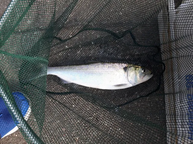 Maifisch