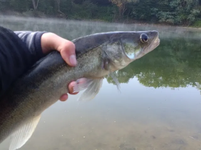 Zander