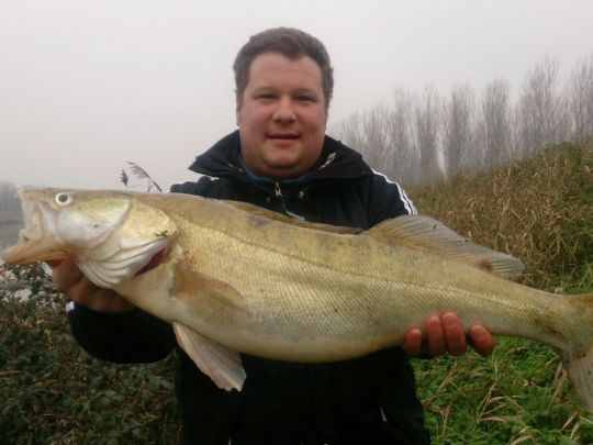 Zander
