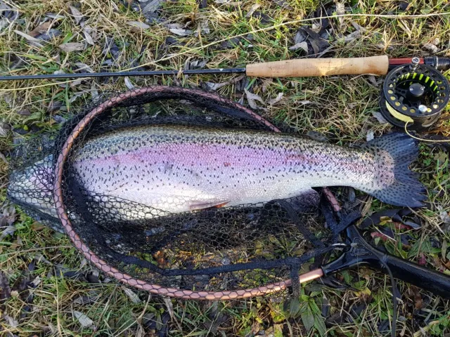 Regenbogenforelle