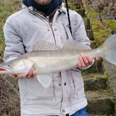 Zander