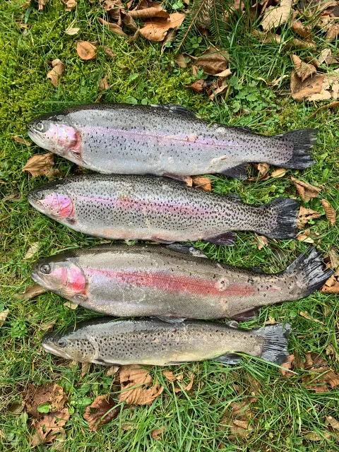 Regenbogenforelle