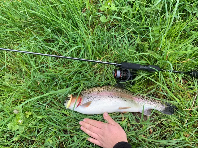 Regenbogenforelle