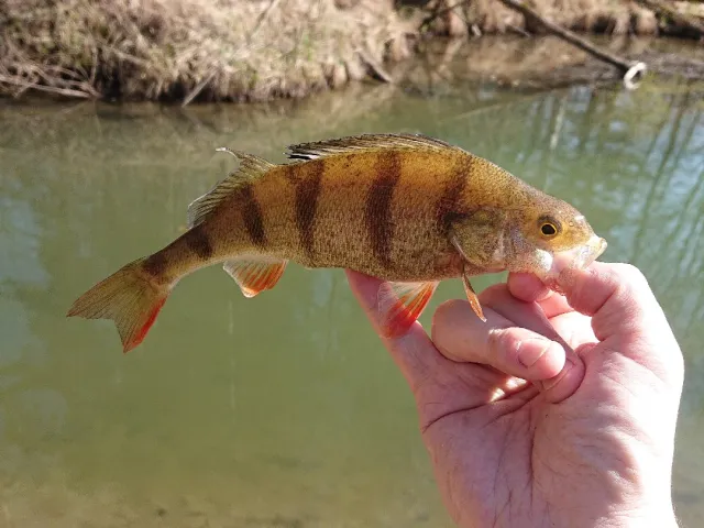 Flussbarsch