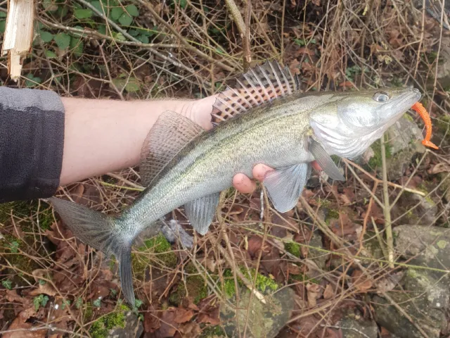 Zander
