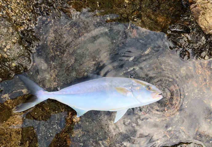 Amberjack