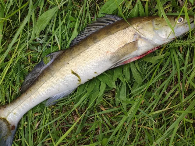 Zander