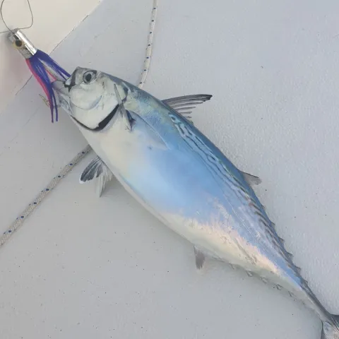 Thunfisch