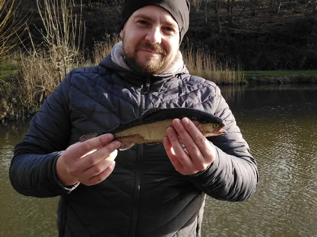 Regenbogenforelle