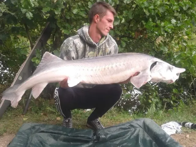 Stör