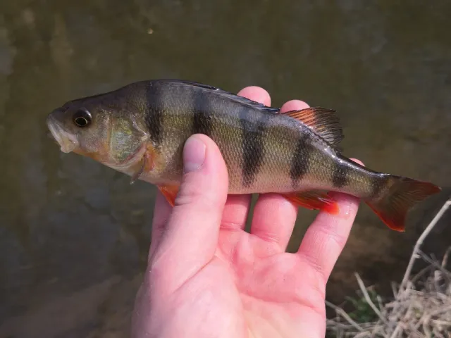 Flussbarsch