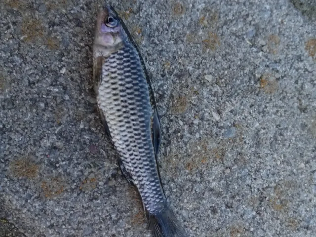 Blaubandbärbling