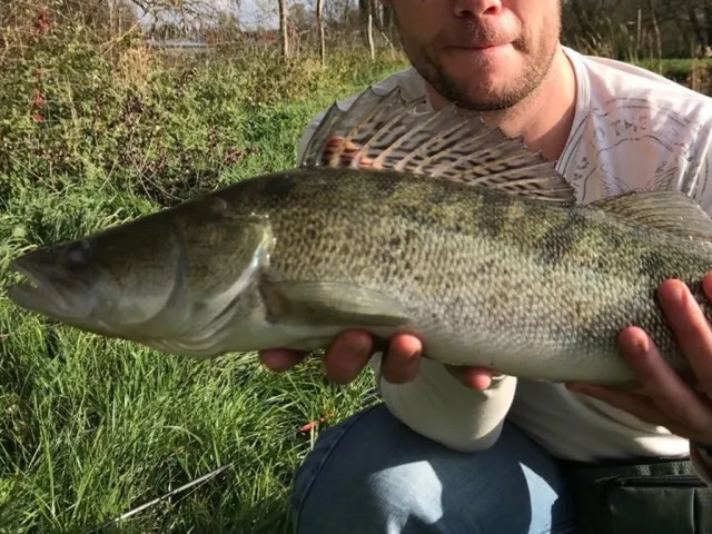 Zander