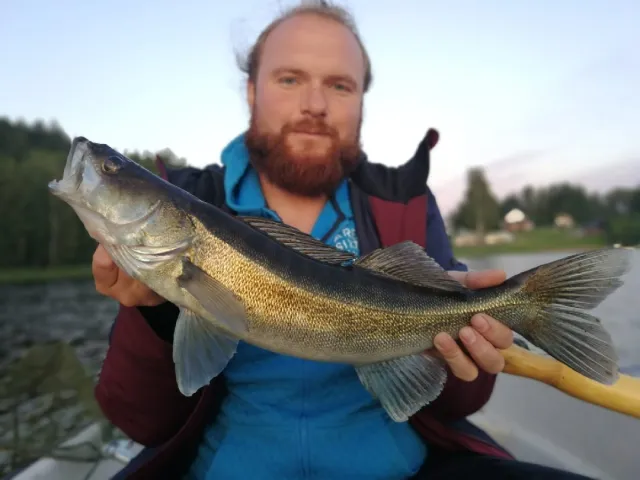 Zander