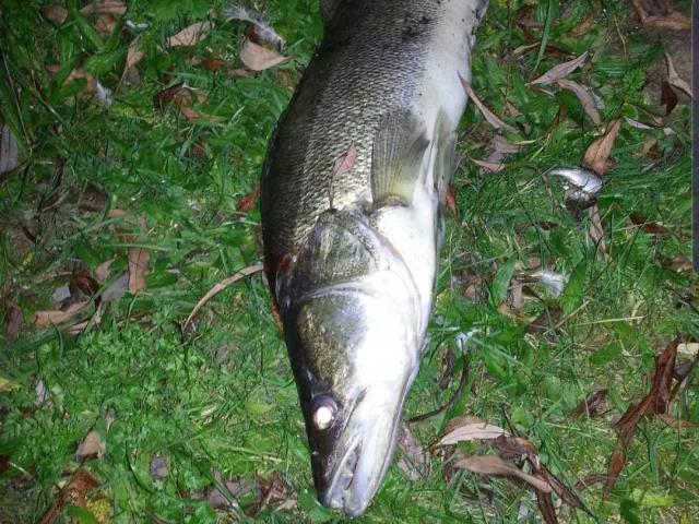 Zander