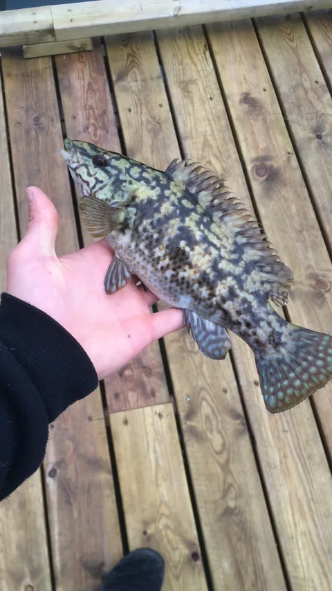 Lippfisch