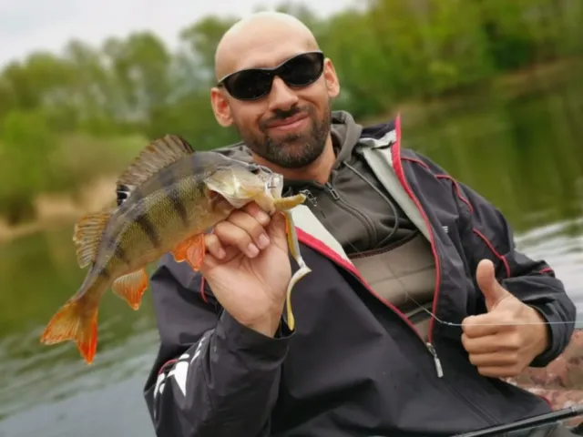 Flussbarsch