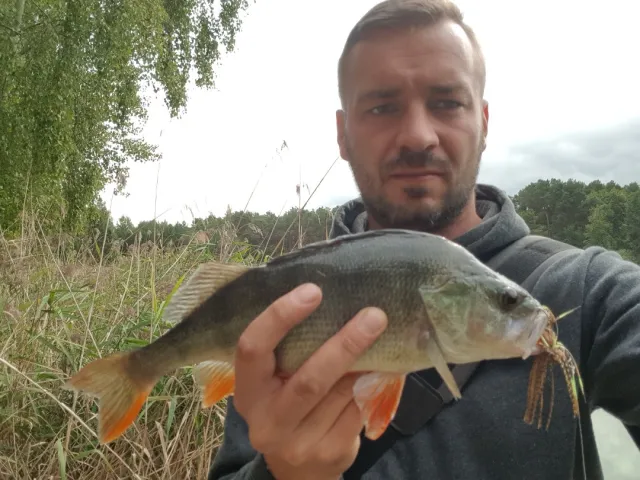 Flussbarsch
