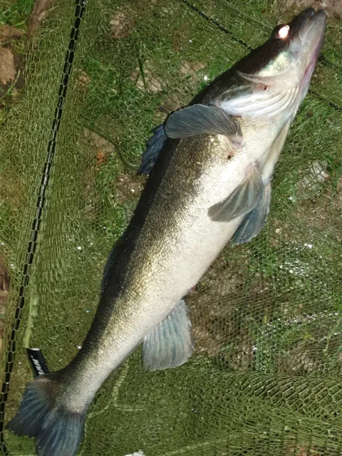 Zander