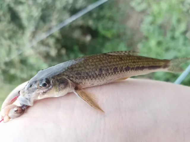 Gründling