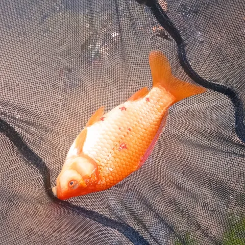 Goldfisch
