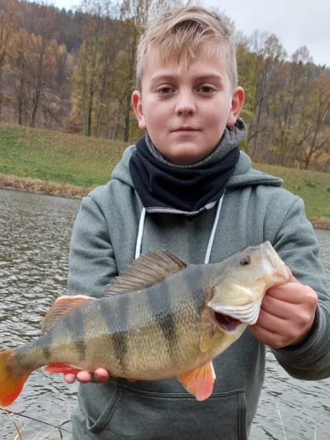 Flussbarsch