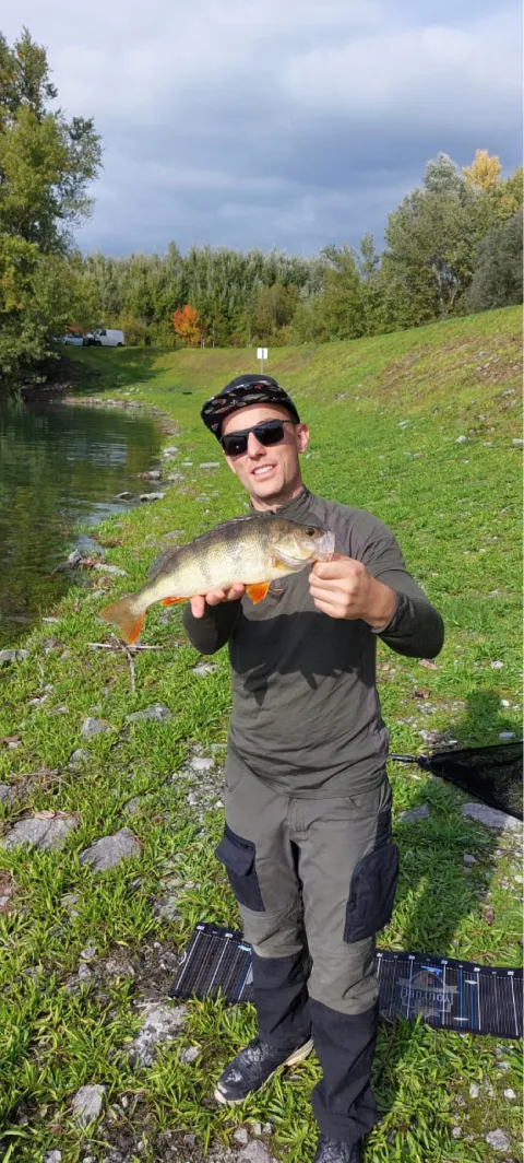 Flussbarsch