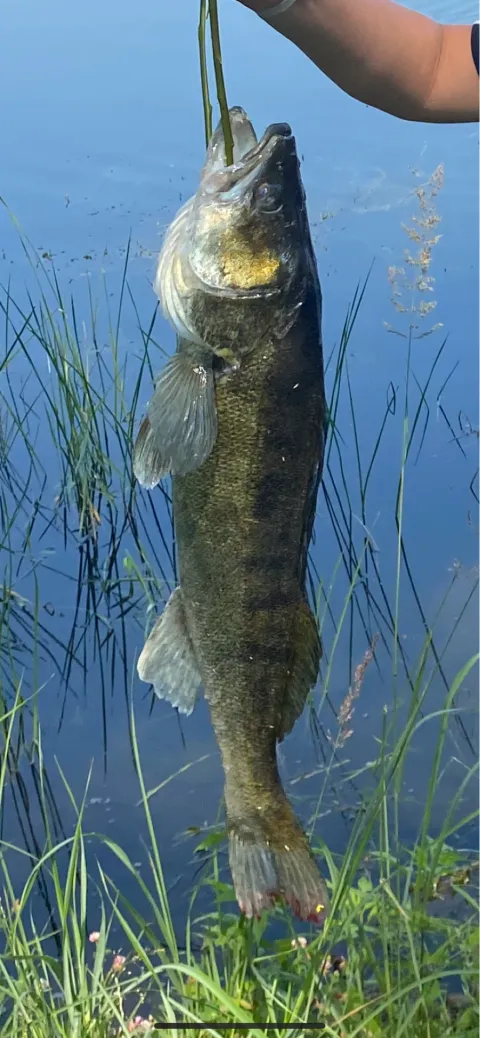 Zander