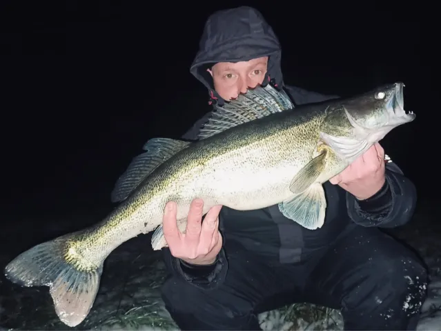 Zander