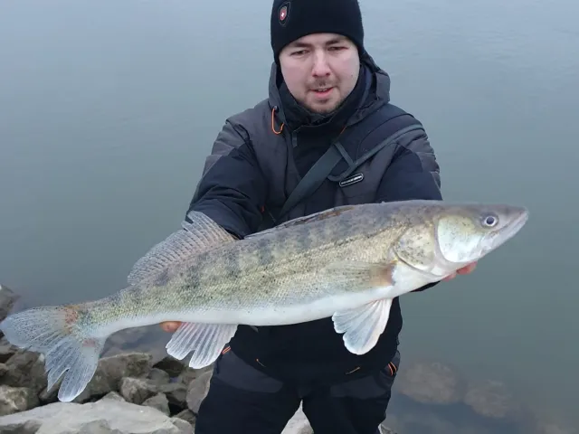 Zander