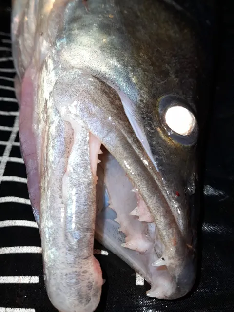 Zander
