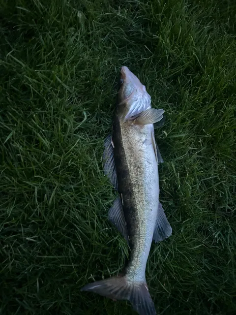 Zander