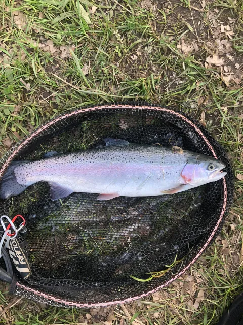 Regenbogenforelle