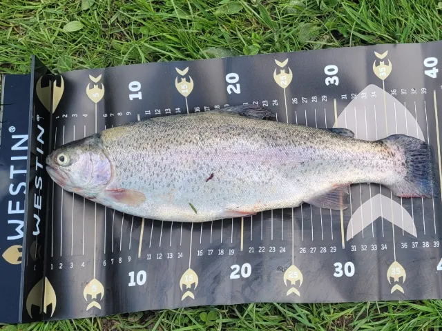 Regenbogenforelle