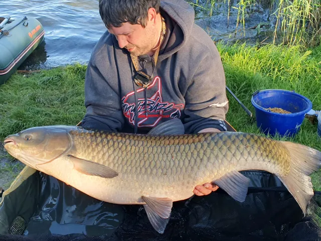 Graskarpfen