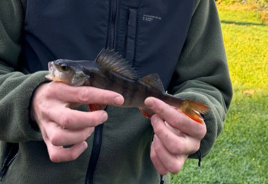 Flussbarsch