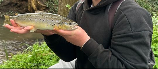 Bachforelle