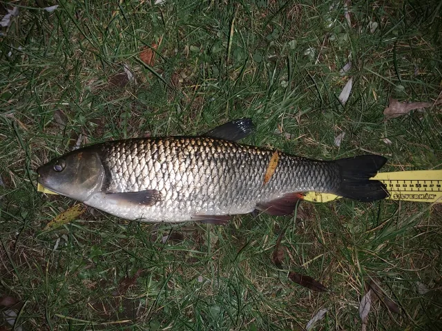 Döbel