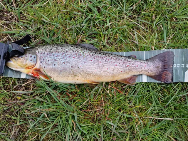 Regenbogenforelle