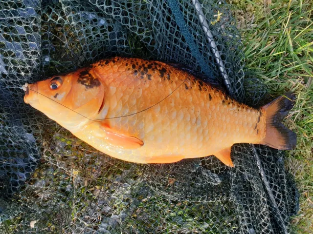 Goldfisch