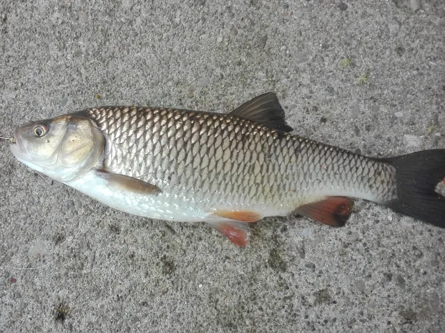 Döbel