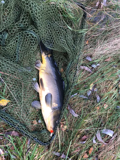 Karpfen